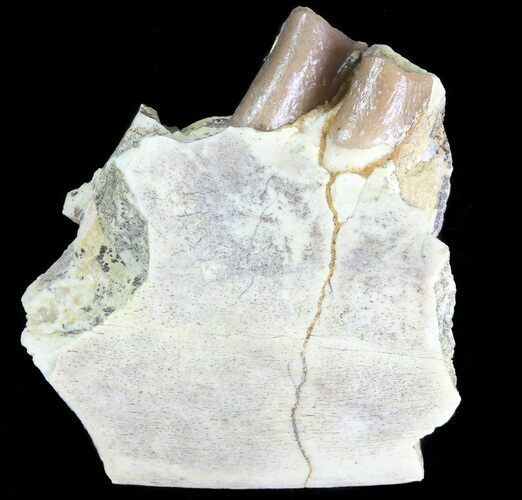 Oreodont (Leptauchenia) Jaw Section - South Dakota #70114